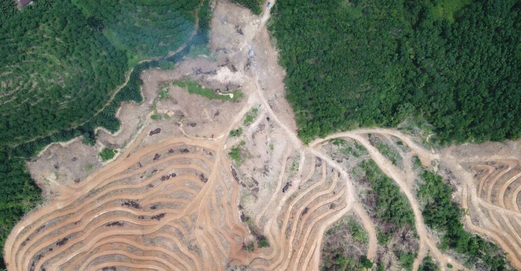 Deforestasi di Indonesia